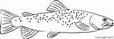 Trout Coloringall Steelhead sketch template