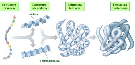 la estructura de las proteinas biologia  geologia
