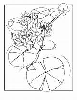 Coloring Lily Water Pages Pad Pads Lilies Drawing Kids Flower Comments Getdrawings Coloringhome sketch template