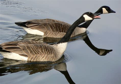 filecanada goose mating ritualjpg