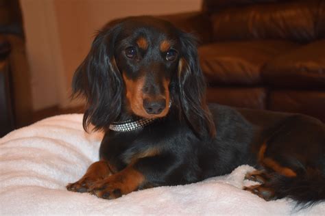 miniature dachshund puppies  sale  east texas pudding