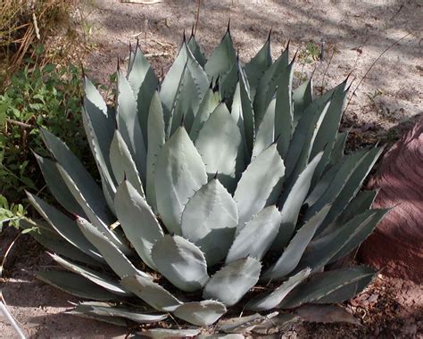 raederle agave  good  bad  ugly