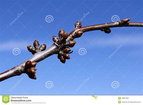 de knoppen van de kersenboom stock afbeelding image  hemel blauw