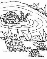 Coloring Pond Turtle Babies Mother Bring Her Pages Choose Board Button Through Print Coloringsun sketch template