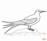 Arctic Rybitwa Popielata Tern Kolorowanka Starna Kolorowanki Terns Zwierzęta Prey Songbirds Uccelli Kategorii sketch template