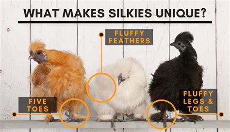 Silkie Chicken Colors Charts And More Silkie Chicken Experts