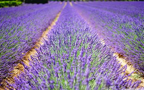 Beautiful Lavender Flowers Ultra Hd Desktop Background