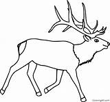Elk Outline Coloringall sketch template