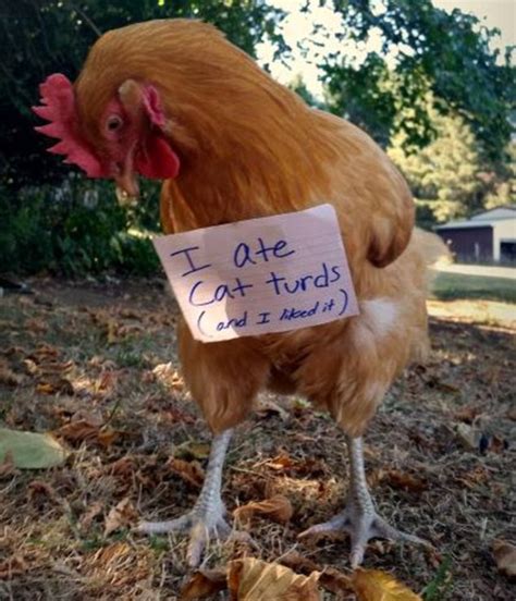 Chicken Owners Shame Their Badly Behaved Birds On Facebook Daily Mail
