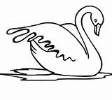 Swan Bird Water Coloring Color Pages sketch template
