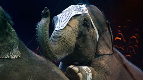 circuses banned from using elephants in new york state huffpost impact