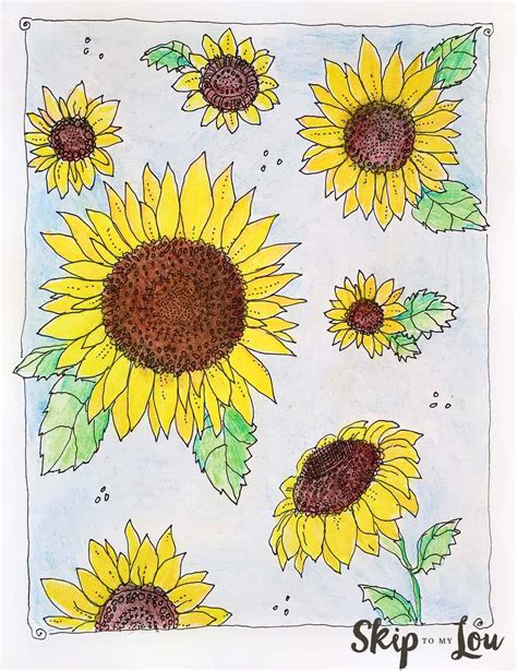 coloring sunflower pages