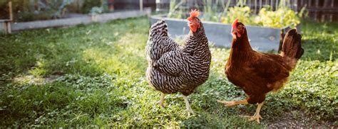 your guide to raising backyard chickens made for