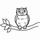 Coloring Owl Pages Hoot Kids Surfnetkids Owls Outline Drawings Classroom sketch template