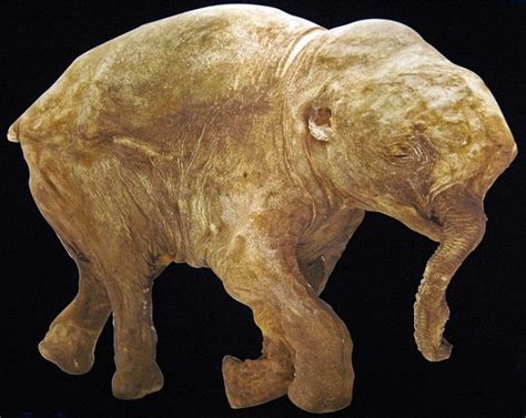 baby mammoth   recovered   arctic