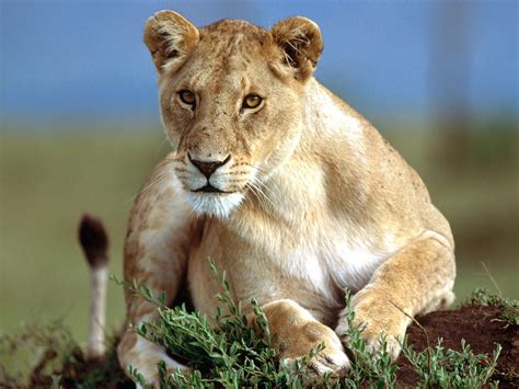 lioness heritage tours  safaris