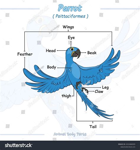 body parts parrot illustration vector file stock vector royalty   shutterstock