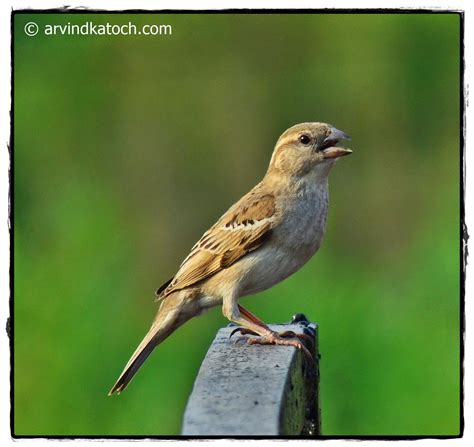indian birds photography  details house sparrow passer domesticus