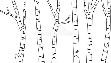 Birch Tree Black And White Stock Vector Illustration Of Forest 246960744