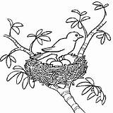 Nido Primavera Uccelli Stampare Fiori sketch template