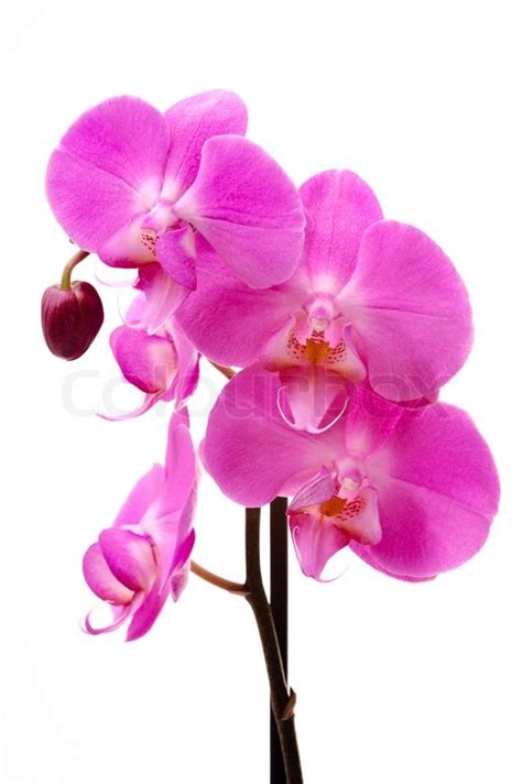 Pink Orchid Phalaenopsis Flowers Isolated White
