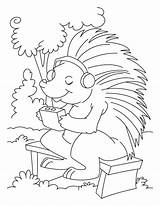 Coloring Porcupine Music Pages Listening Sheets Getcolorings Printable Clipart Kids Getdrawings Visit Library sketch template