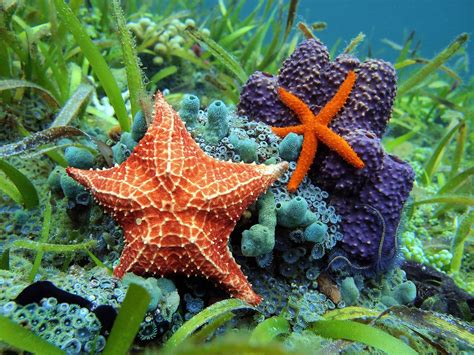 starfishes types      animals mania