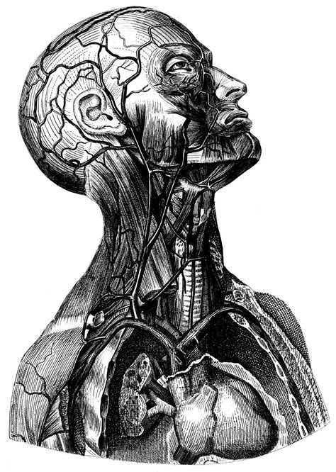 vintage anatomy diagrams black  white antique engraving illustration rib cage stock vector