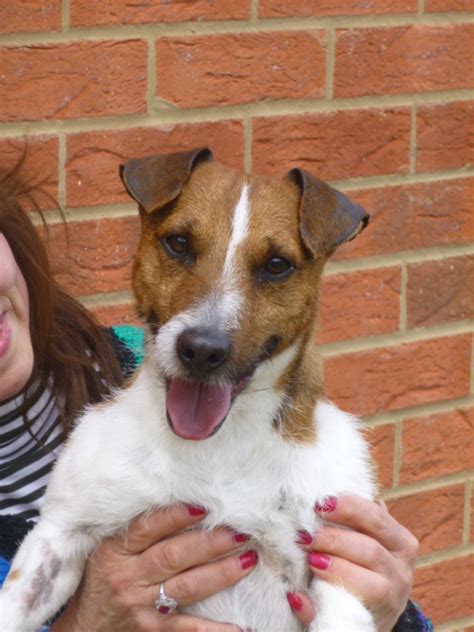 bugsy   month  male parson russell terrier   adoption