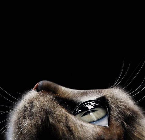 realistic drawing   cats face roddlysatisfying