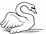 Cisne Cisnes Colorir Aves Animais Reconocer Escuchar Feio Patinho Educar Vida sketch template