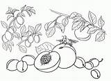 Drzewo Brzoskwiniami Druku Mają Soczyste Późnym Wiecie Dłoń Jaki Lub Jesienią Owoce Są Bierzcie Latem Szybko Kolor sketch template