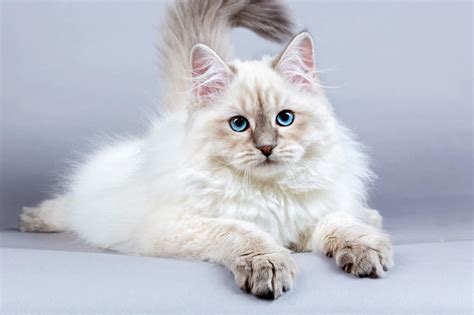 characteristics  siberian cats lovetoknow