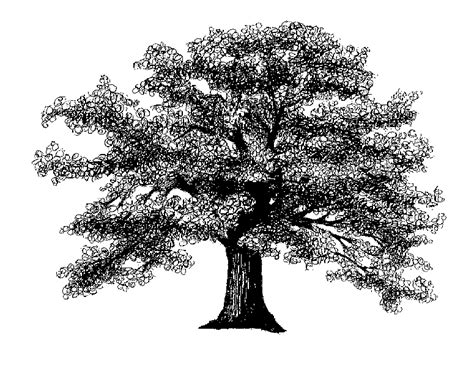 black  white oak tree drawing google search tattoo ideas