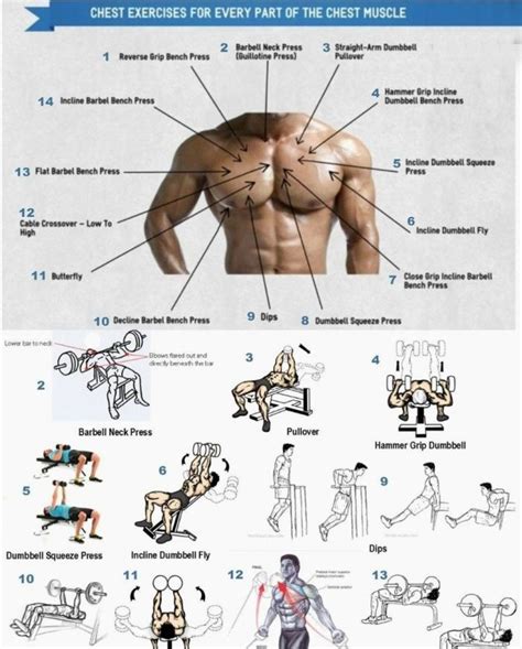 basic exercises  chest muscle workout exercises gym workout