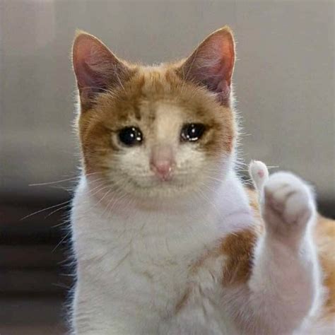 crying cat  meme dank cat memes screaming  gamerpic memes cat crying cat