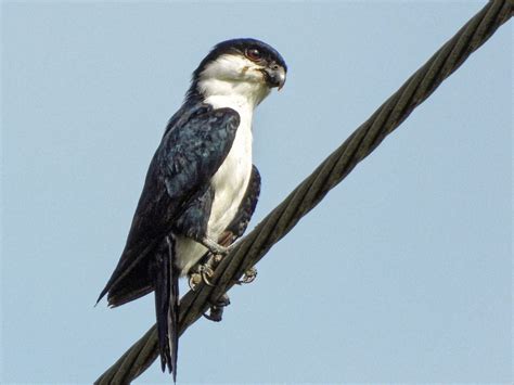 philippine falconet ebird
