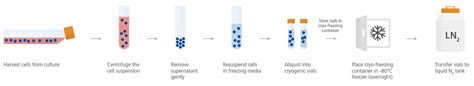 top  cryopreservation  animal cells merkantilaklubbenorg
