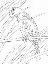 Parrot Papegaai Kleurplaat Parrots Papagei Rican Papegaaien Kleurplaten Oiseau Papageien Malvorlage Ausmalbild Supercoloring Stemmen sketch template