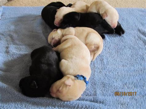Woods Ferry Labrador All Of Our Puppies Both Male And Female Are