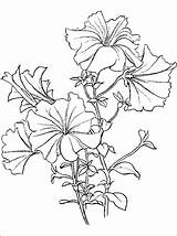 Petunia Drawing Getdrawings Coloring sketch template