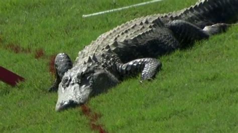 See You Later Alligator Dorchester Man Fights Gator On