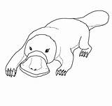Platypus Coloring Pages Cute Color Printable Drawing Puzzle sketch template