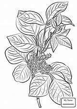 Coloring Ivy Poison Pages Drawing Plant Leaves Flowers Printable Rhus Toxicodendron Kids Getdrawings Leaf Template sketch template