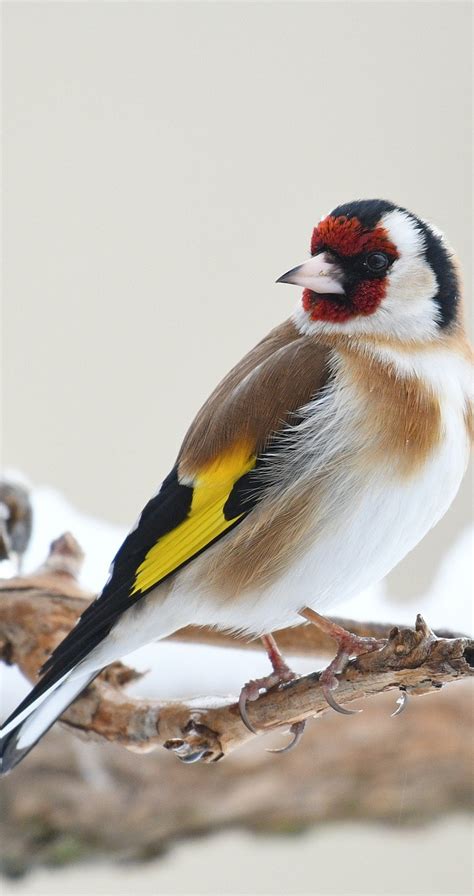 photo   beautiful goldfinch  wild animals