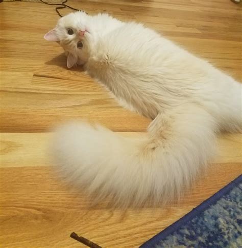 showing   fluffy tail rbottlebrush