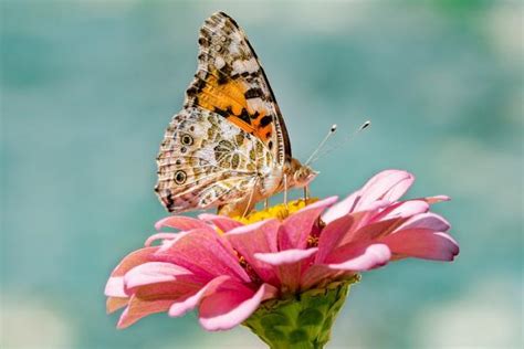 ¿dónde Viven Y Qué Comen Las Mariposas