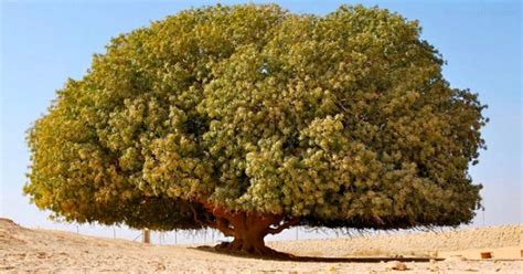 inilah kisah  sosok asli pohon sahabi tree  bakieoah
