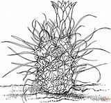Barrel Cactus Drawing Coloring Gramma Grass Sagebrush Racing Pages Getdrawings Whiskey Printable sketch template