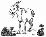 Goat Coloring Pages Garden Billy Printable Simulator Pygmy Goats Color Drawing Clipart Popular Getdrawings Categories sketch template